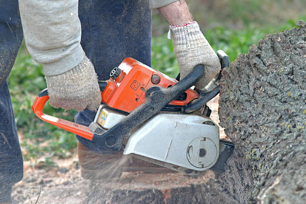 Best Commercial Tree Removal  in USA